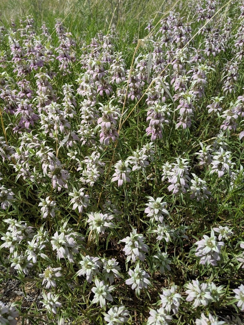 Monarda humilis photo 3