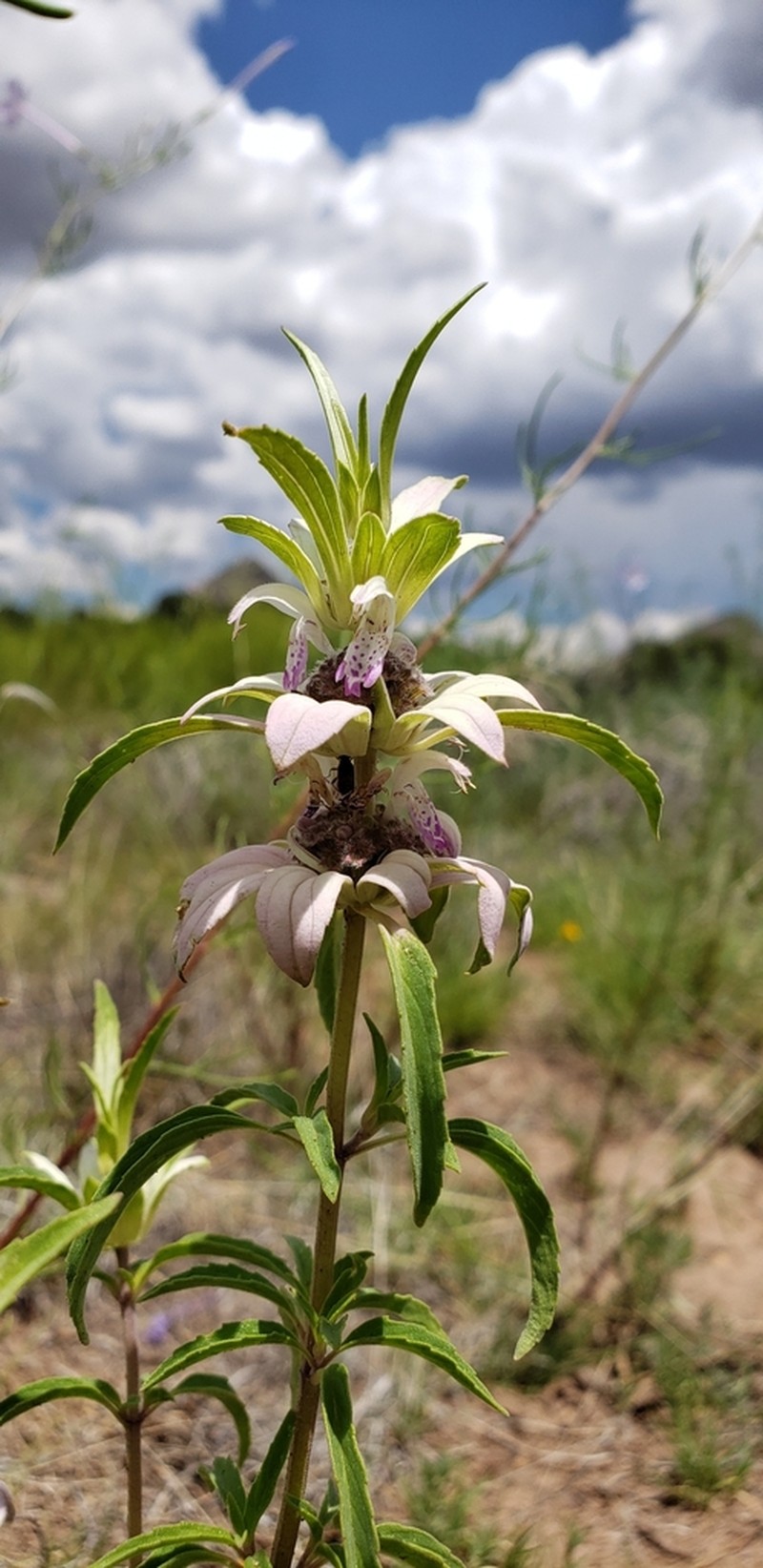 Monarda humilis photo 4