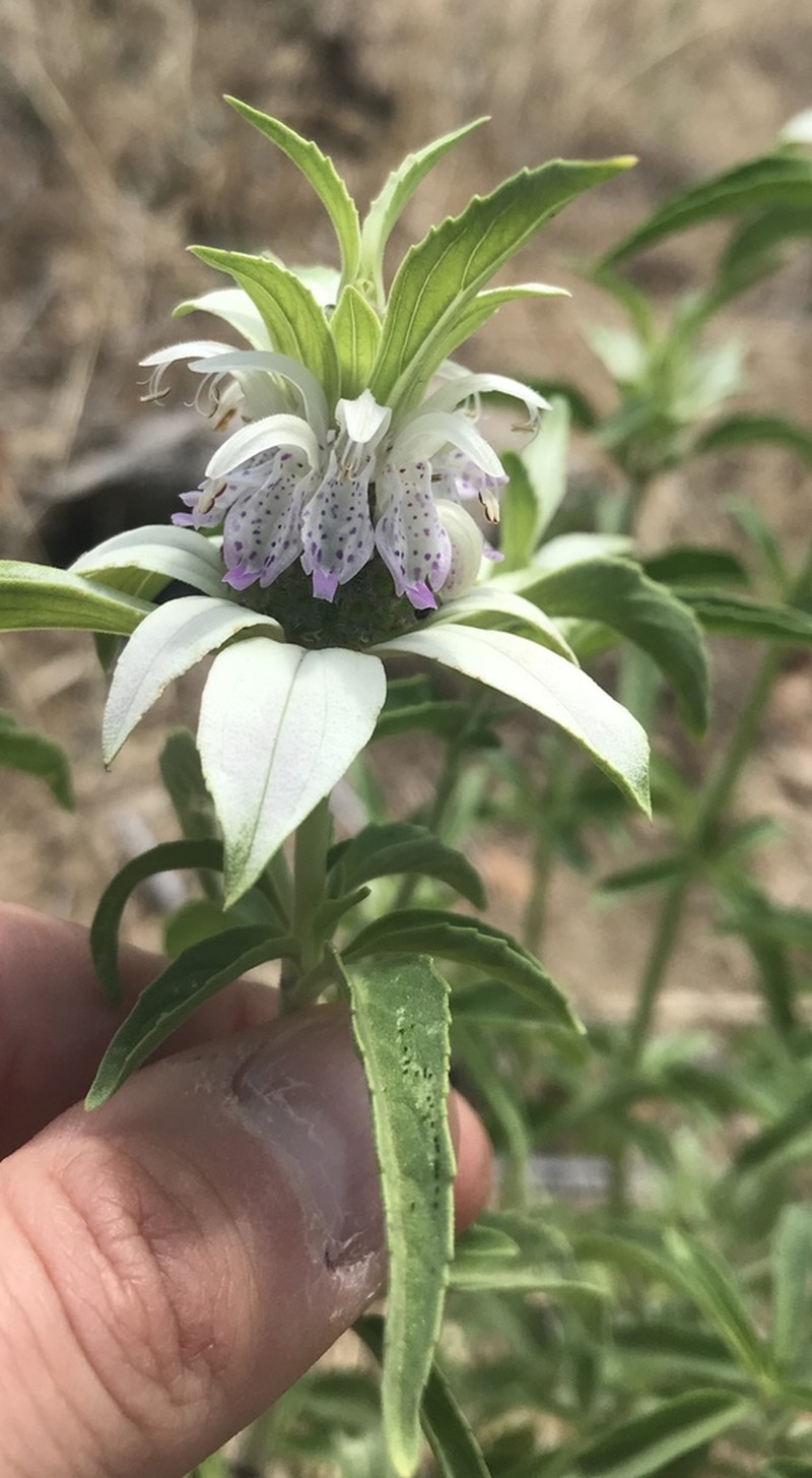 Monarda humilis photo 5