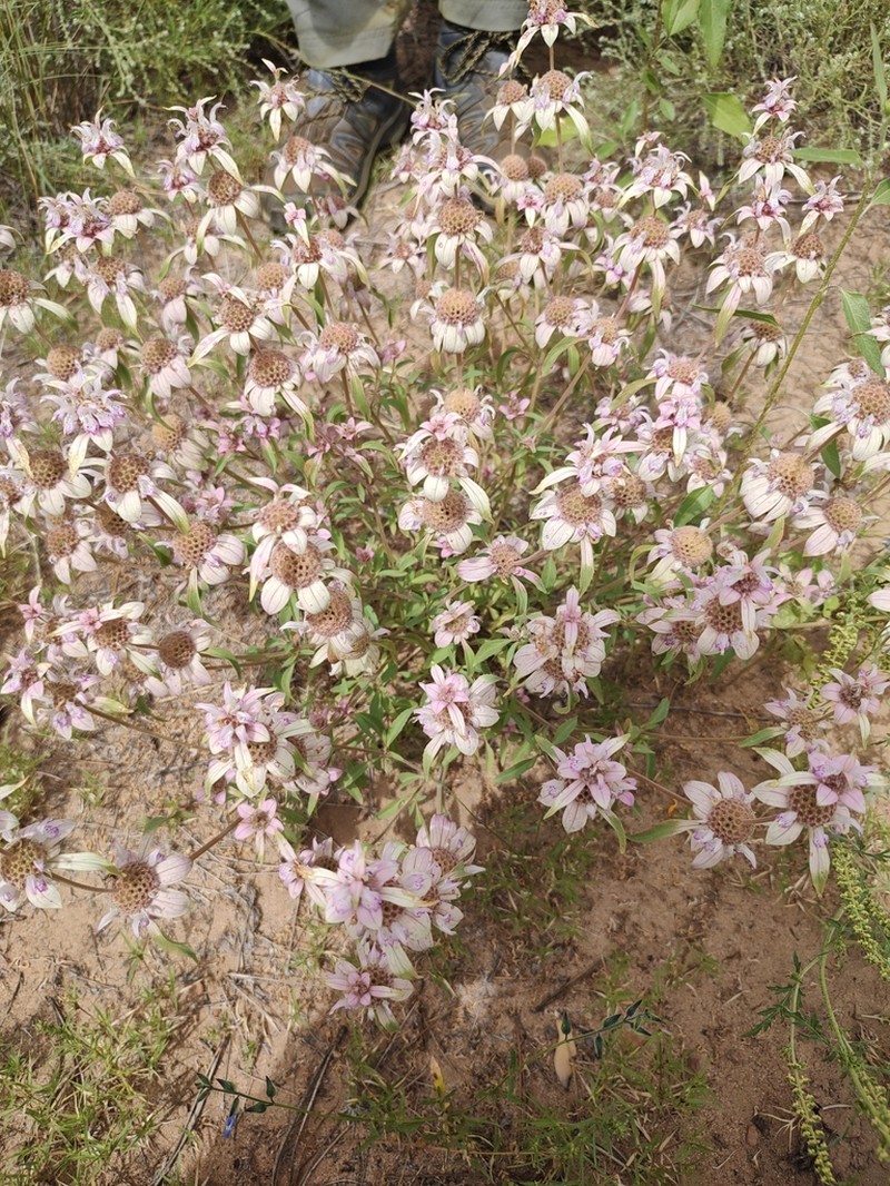 Monarda humilis photo 6
