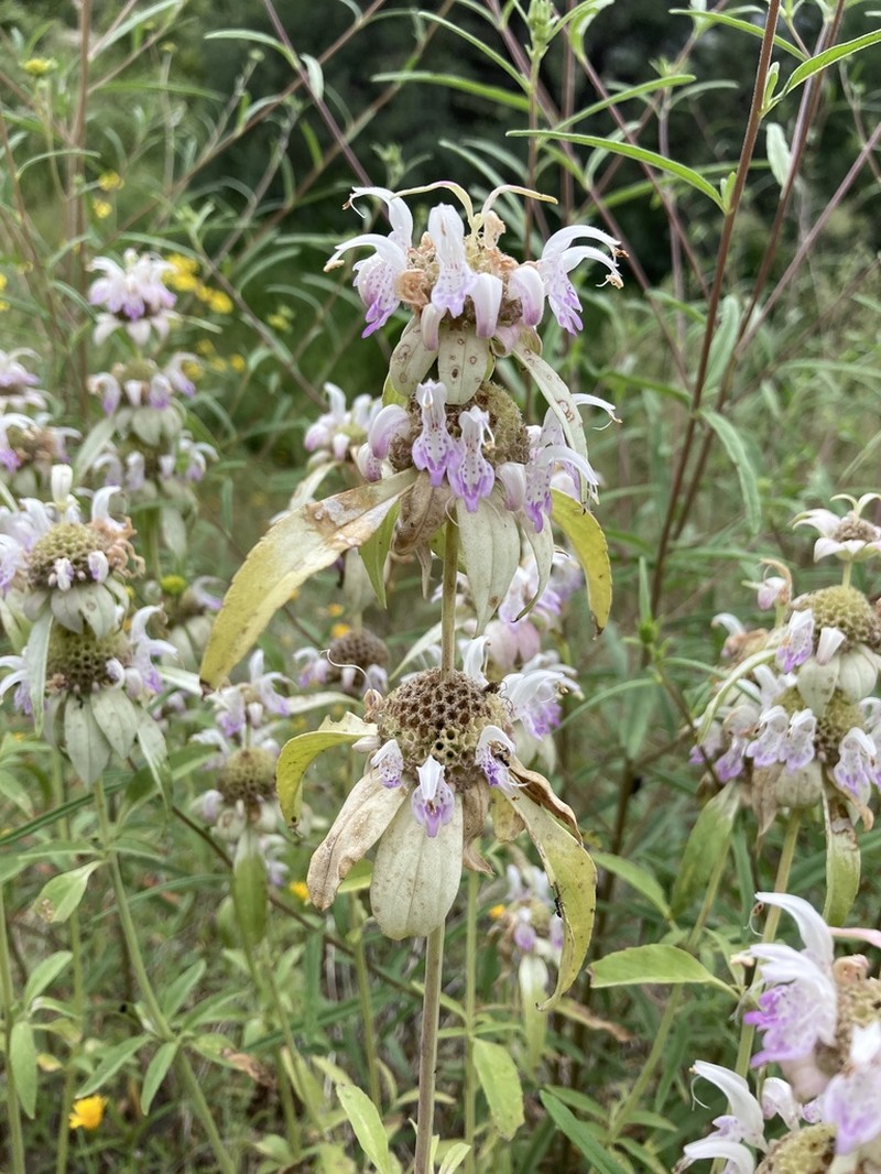 Monarda humilis photo 7