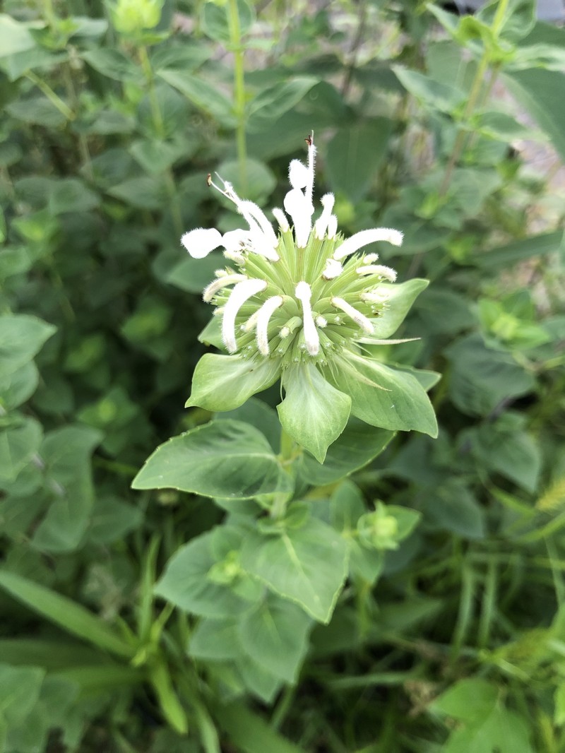 Lindheimer's Beebalm