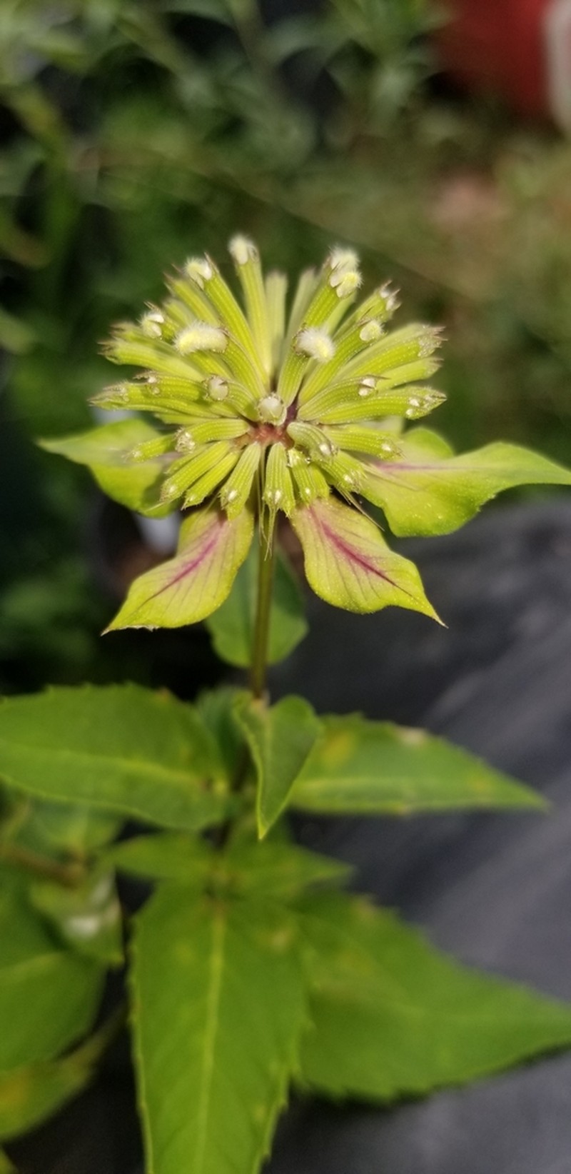 Lindheimer's Beebalm