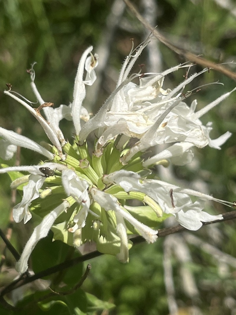 Lindheimer's Beebalm photo 2