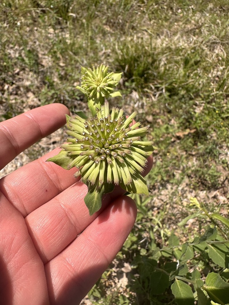Lindheimer's Beebalm photo 3