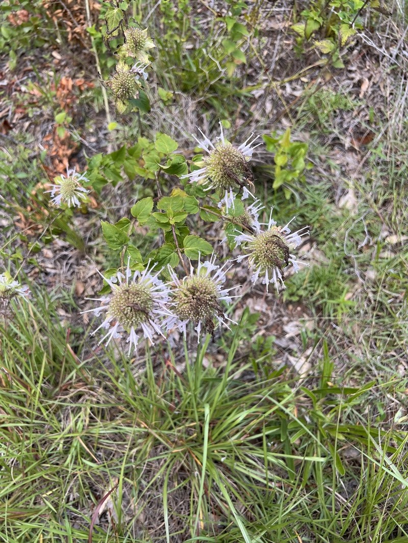 Lindheimer's Beebalm photo 4