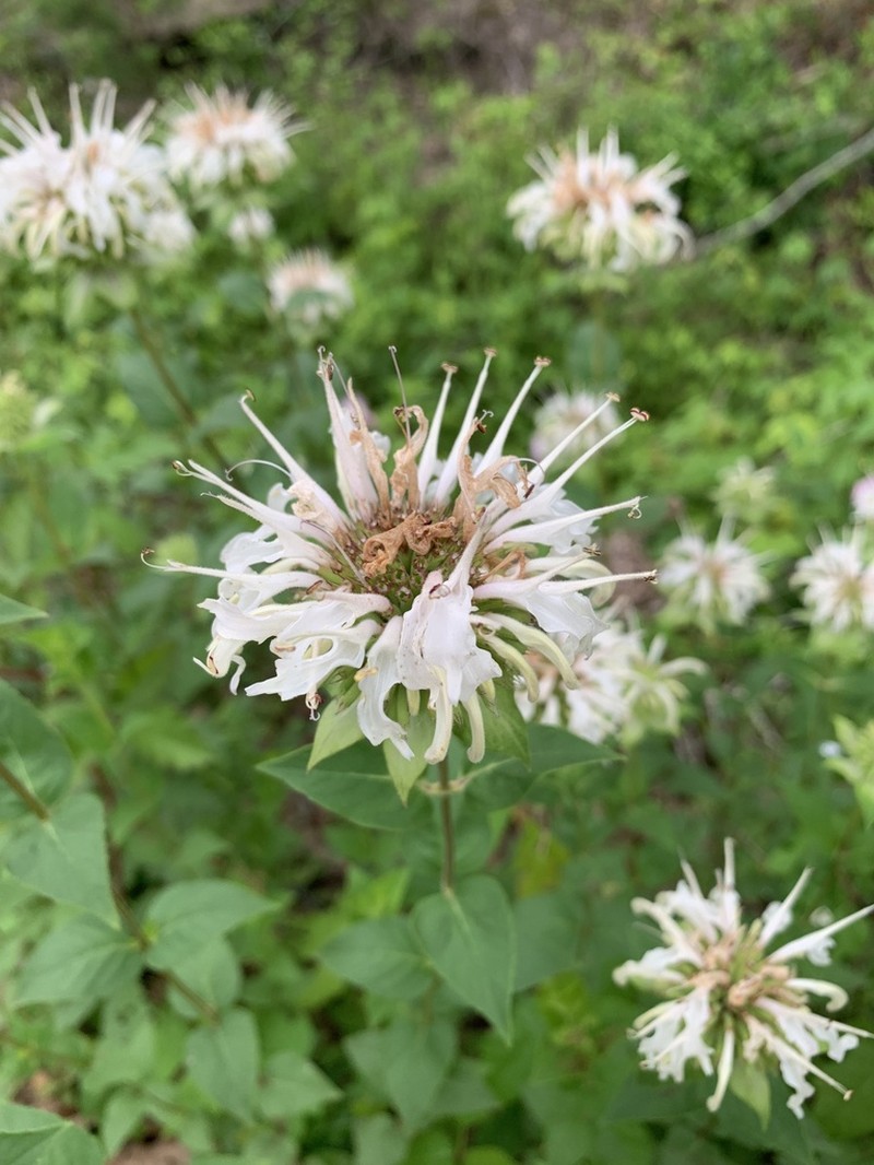 Lindheimer's Beebalm photo 5