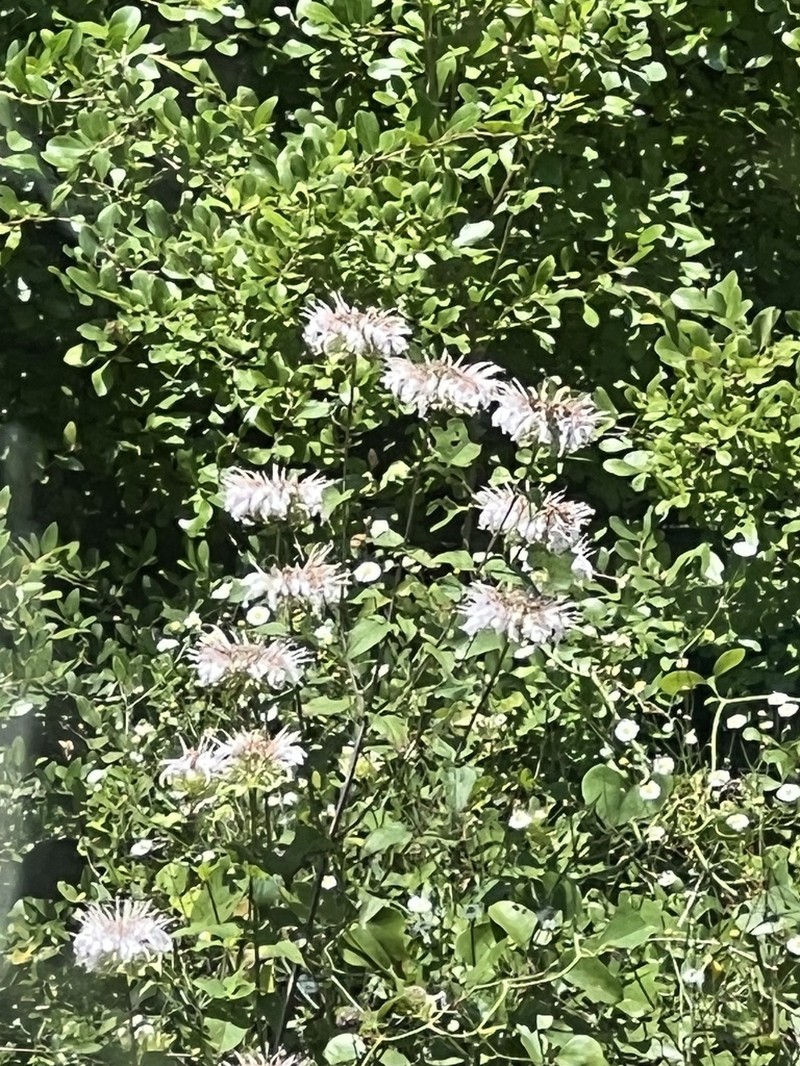 Lindheimer's Beebalm photo 6