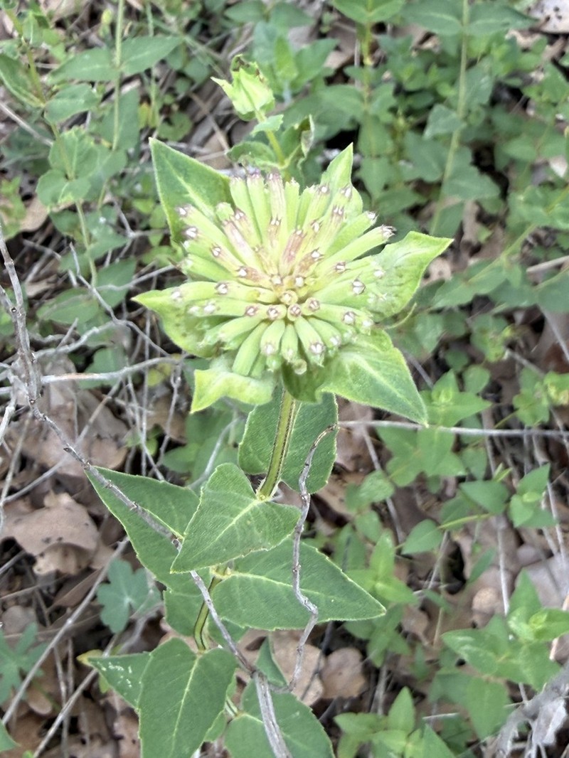 Lindheimer's Beebalm photo 7