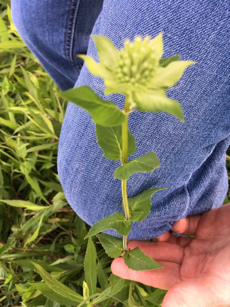 Lindheimer's Beebalm photo 8