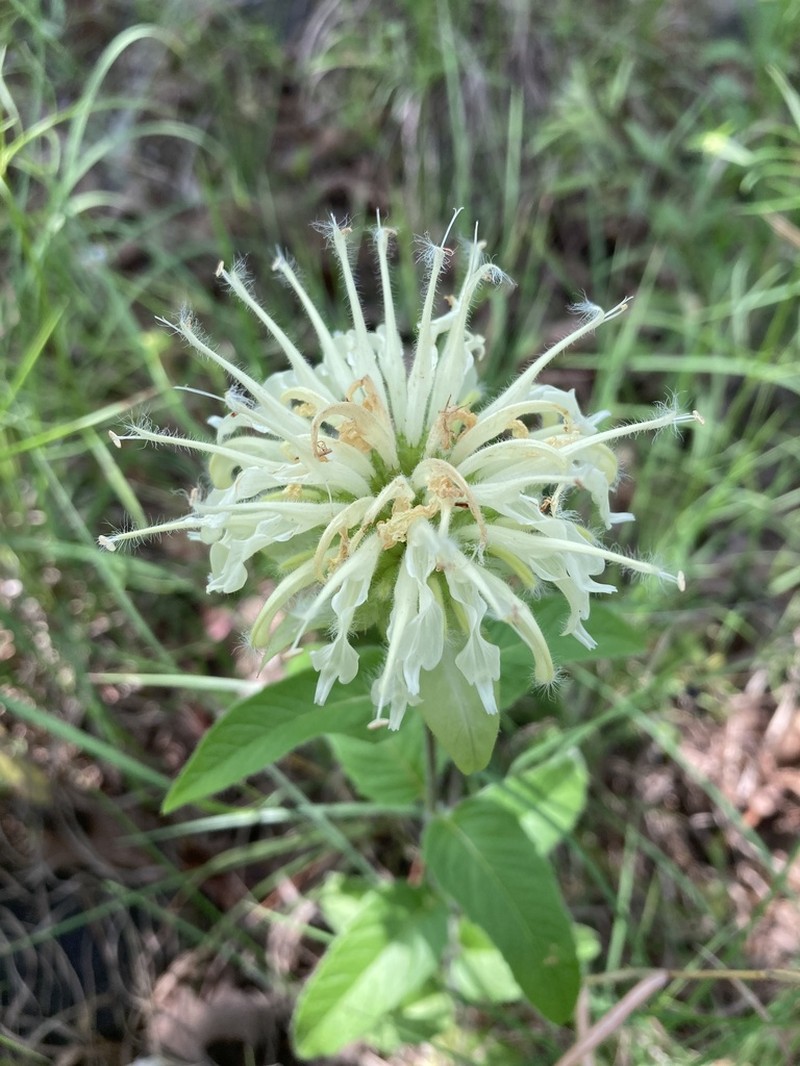 Monarda luteola photo 2