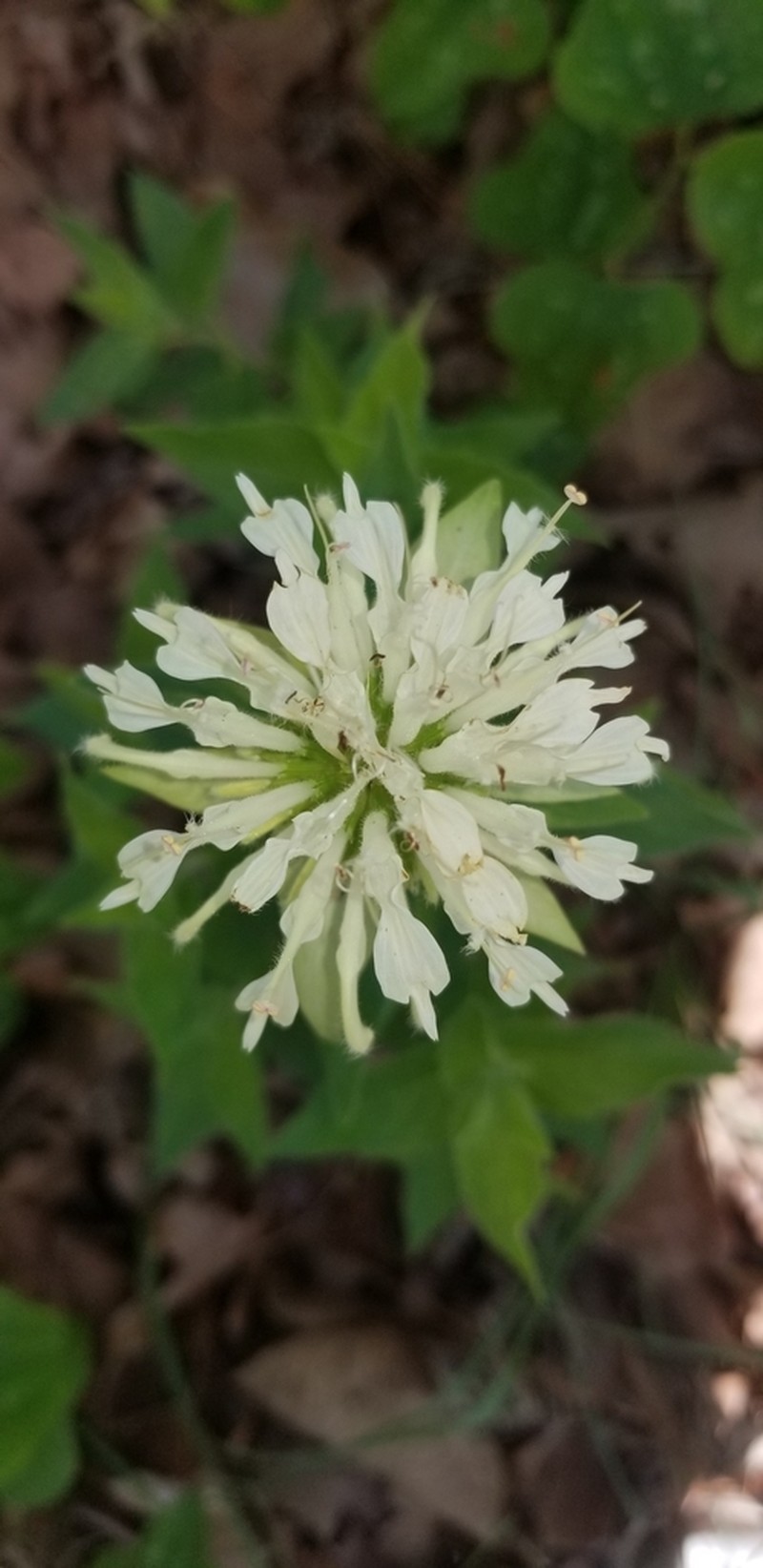 Monarda luteola photo 3