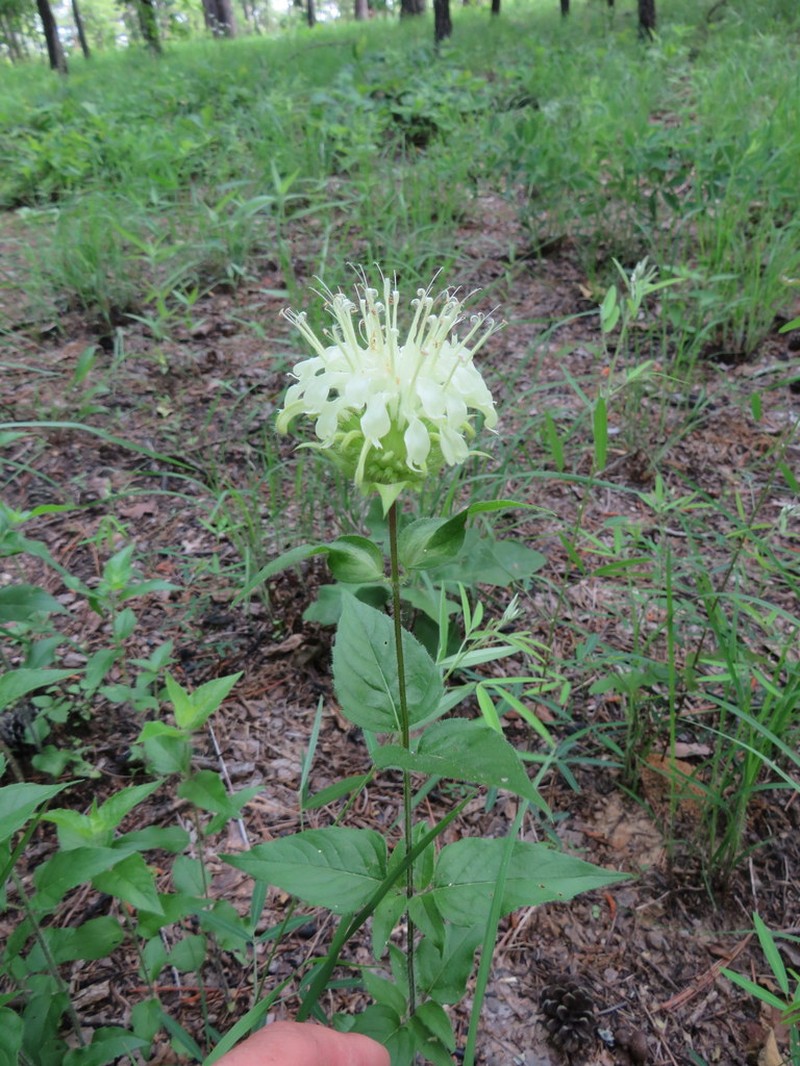 Monarda luteola photo 4