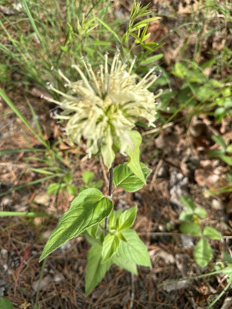 Monarda luteola photo 5
