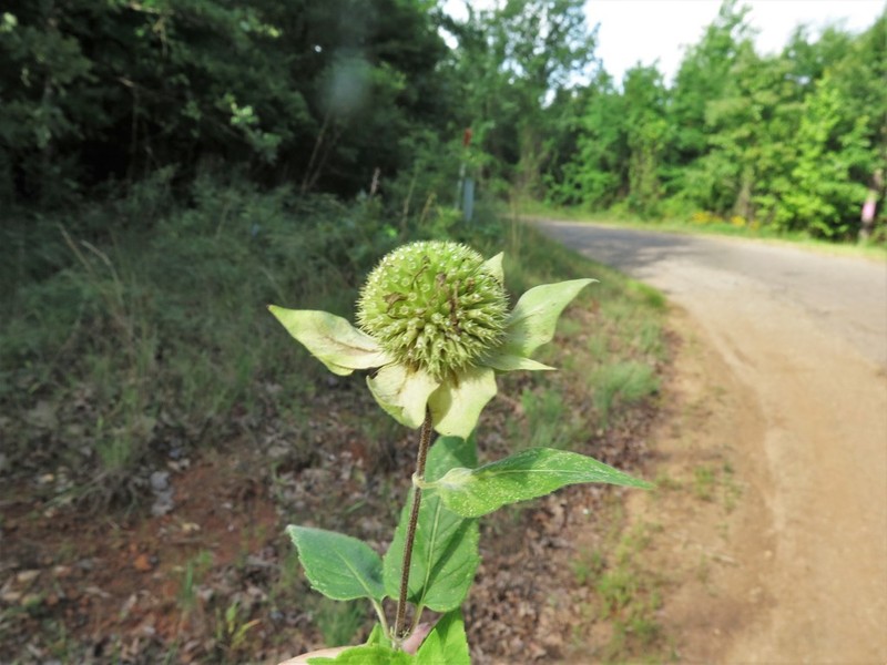 Monarda luteola photo 6