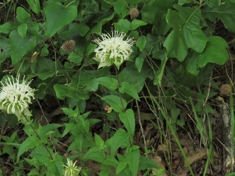 Monarda luteola photo 7