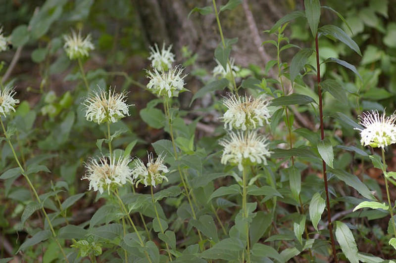 Monarda luteola photo 8