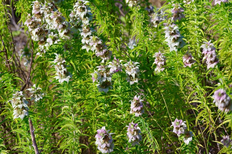 Seaside Beebalm photo 3