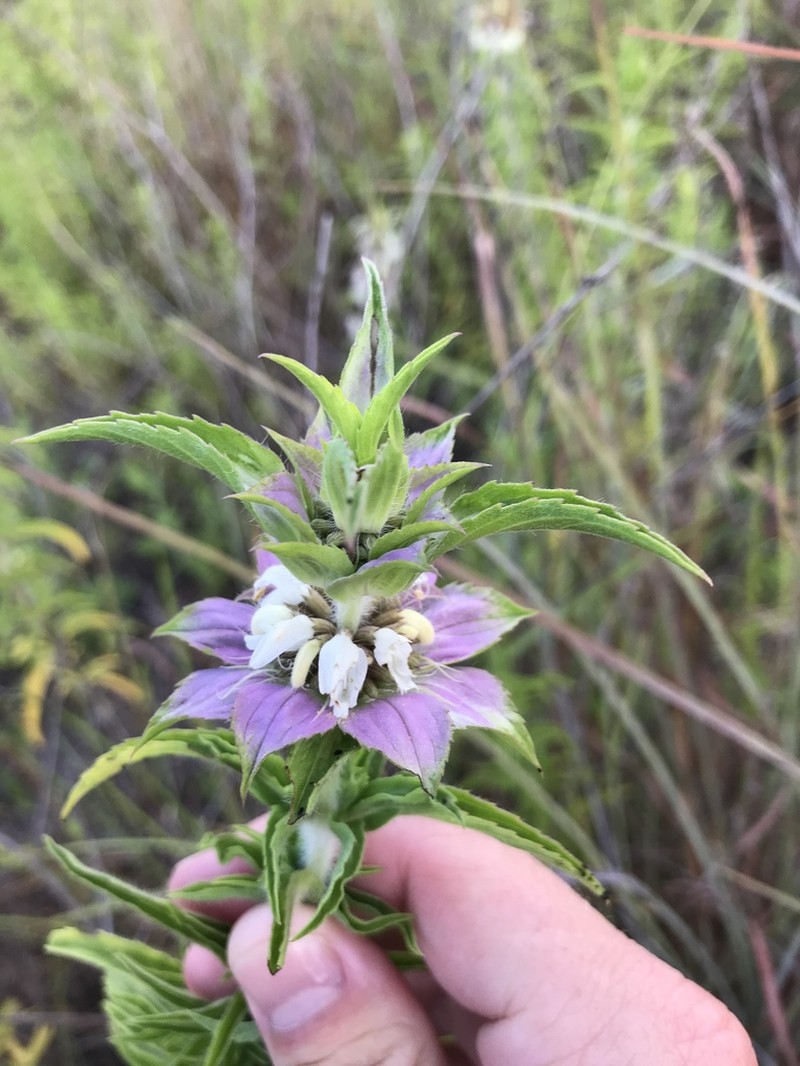 Seaside Beebalm photo 2