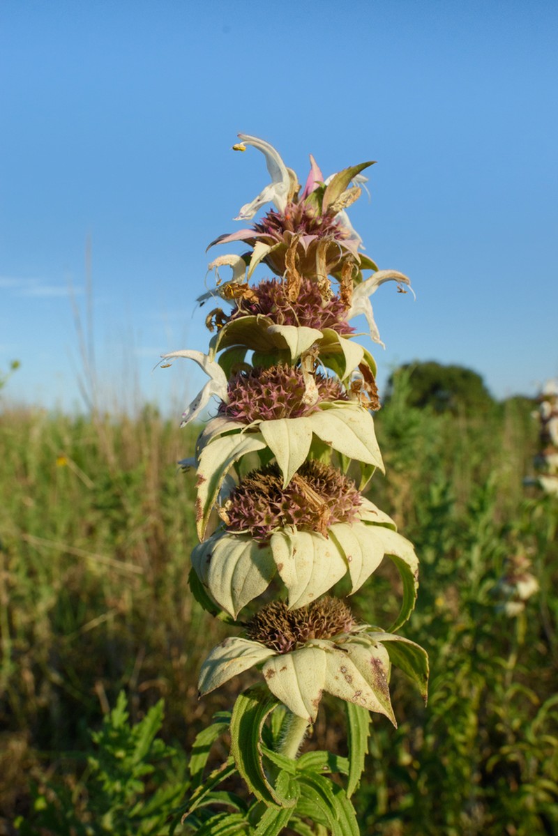 Seaside Beebalm photo 3