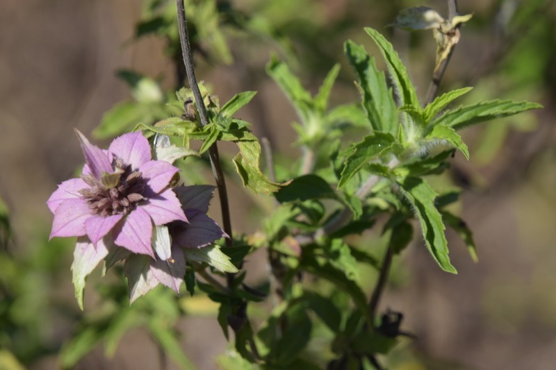 Seaside Beebalm photo 4