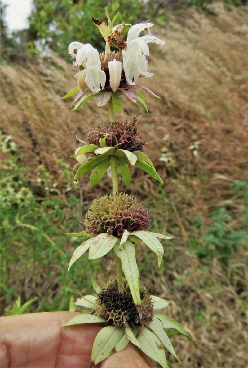 Seaside Beebalm photo 5