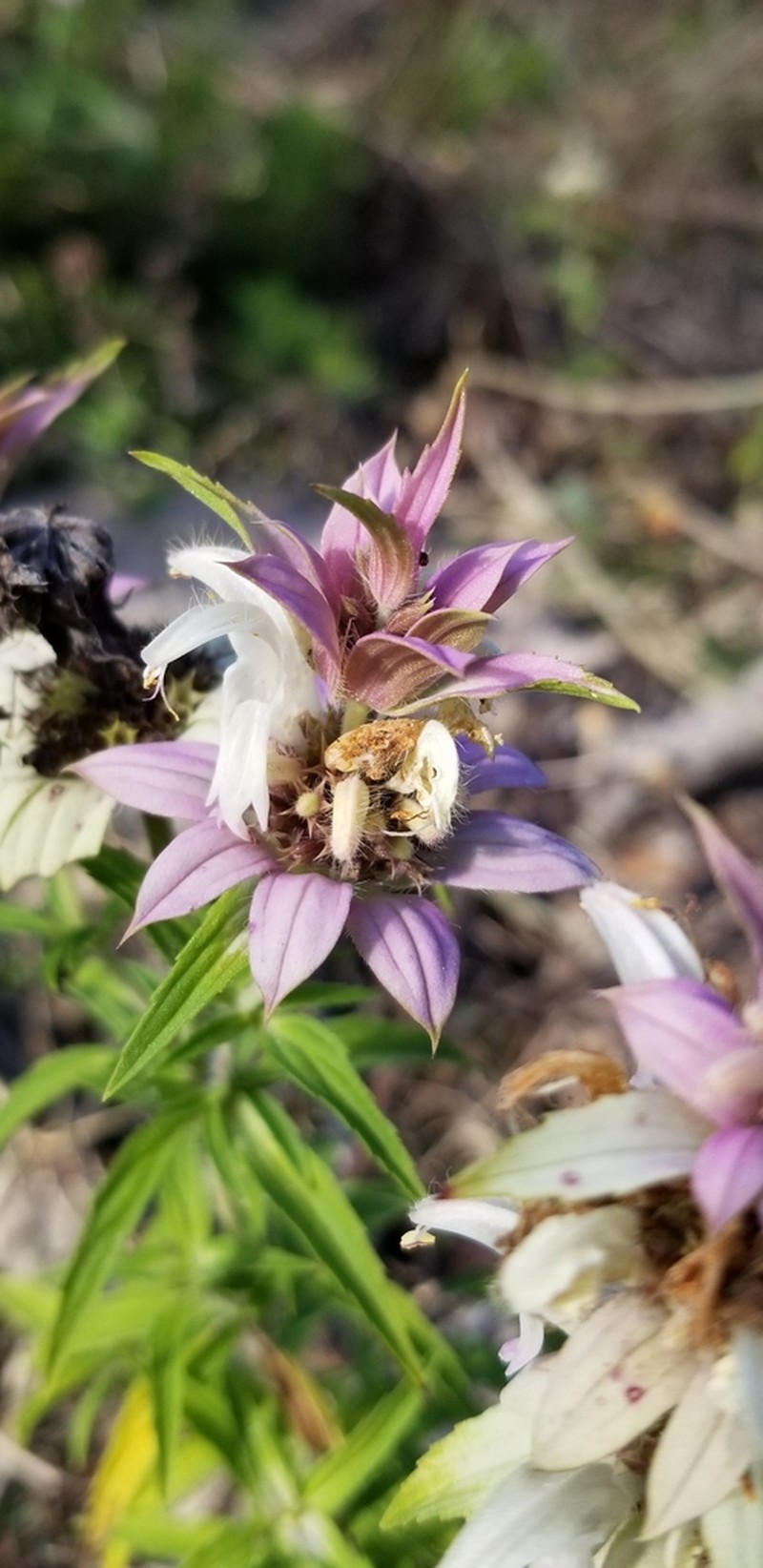 Seaside Beebalm photo 6