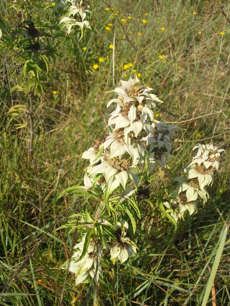 Seaside Beebalm photo 7