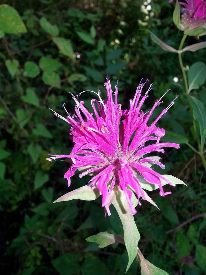 Purple Bergamot photo 2