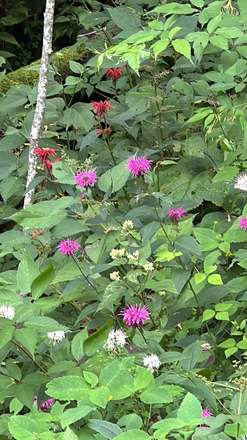 Purple Bergamot photo 3