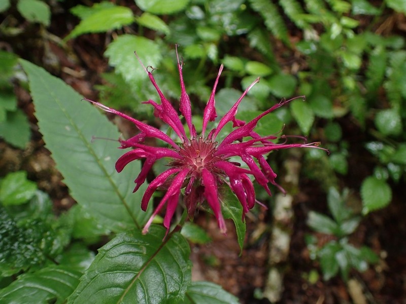 Purple Bergamot photo 4