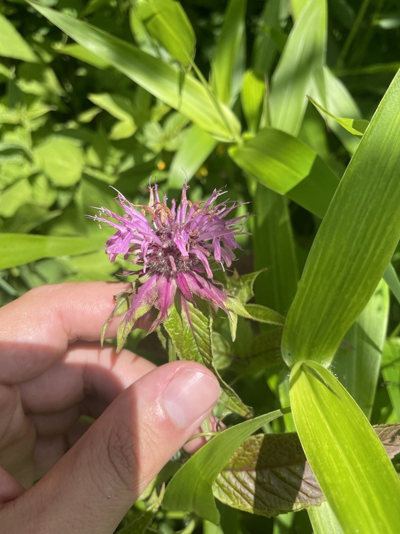 Purple Bergamot photo 5