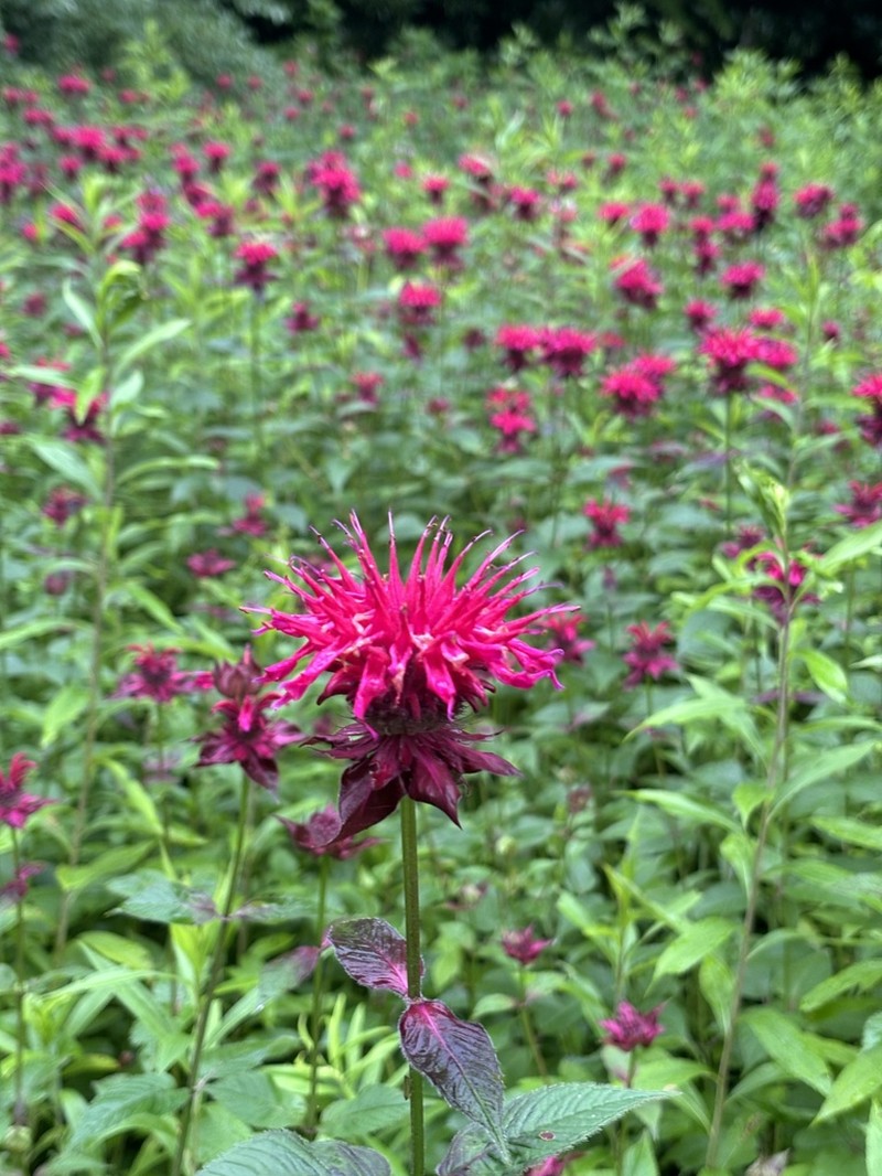 Purple Bergamot photo 6