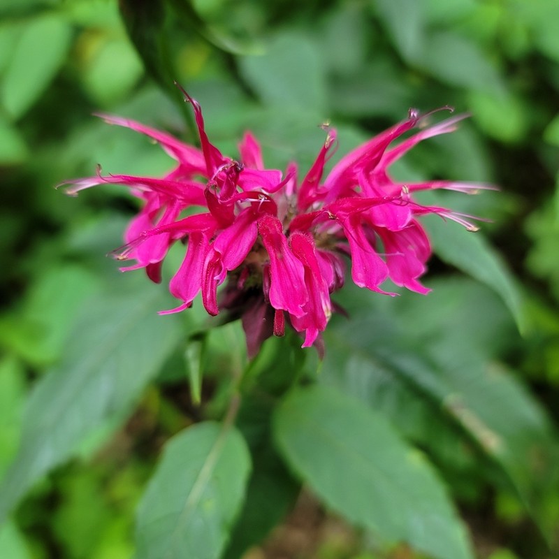 Purple Bergamot photo 7