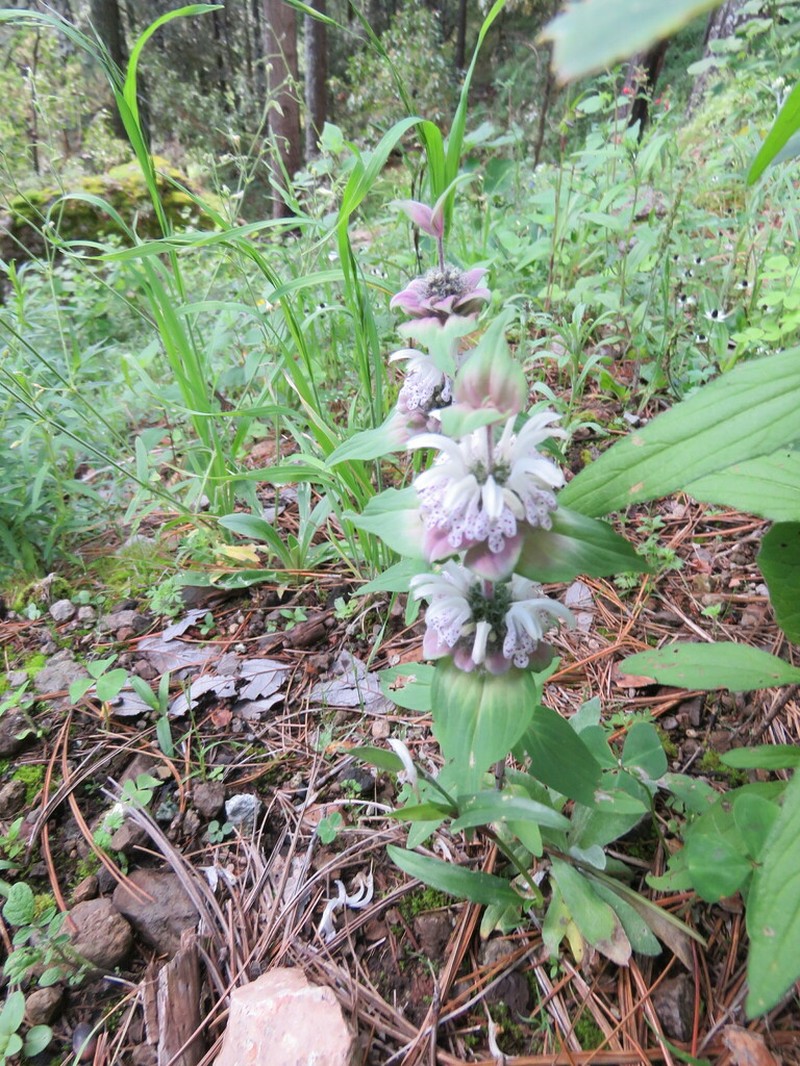 Monarda mexicana