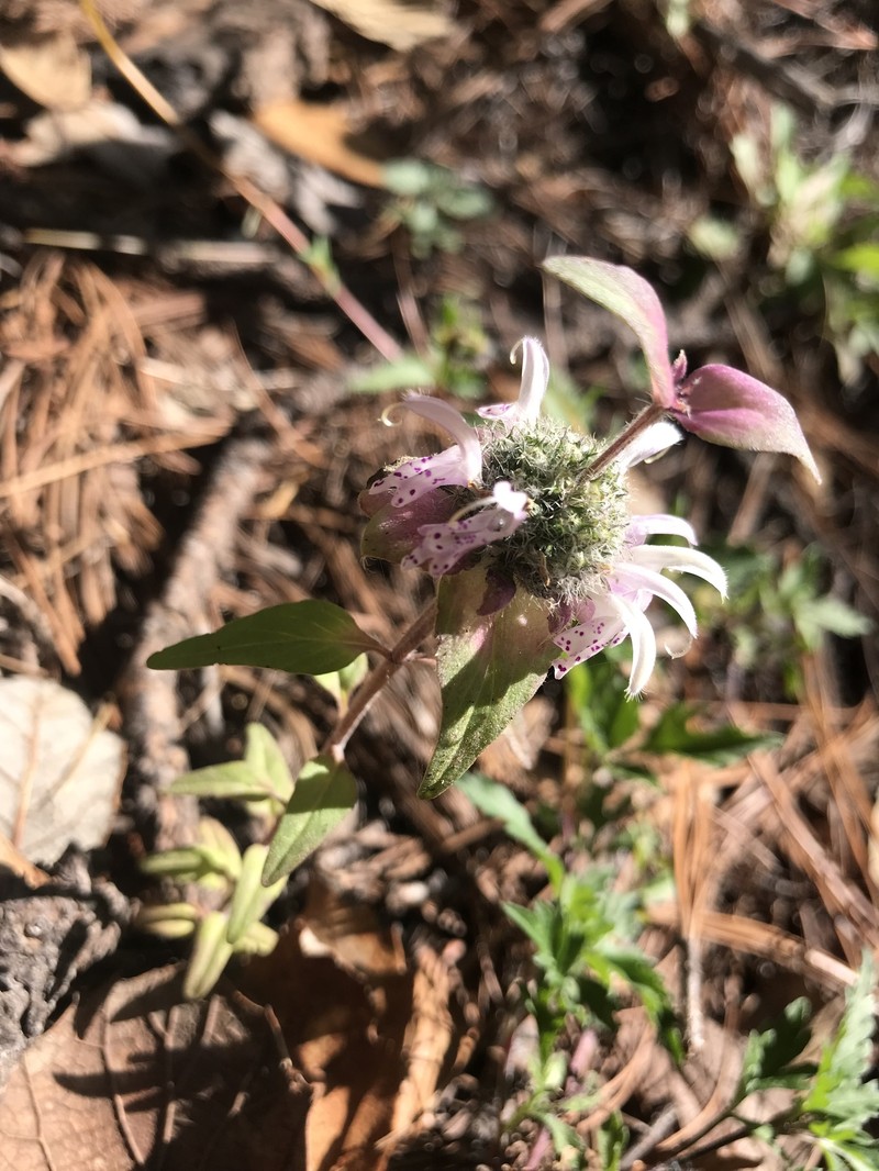 Monarda mexicana photo 4