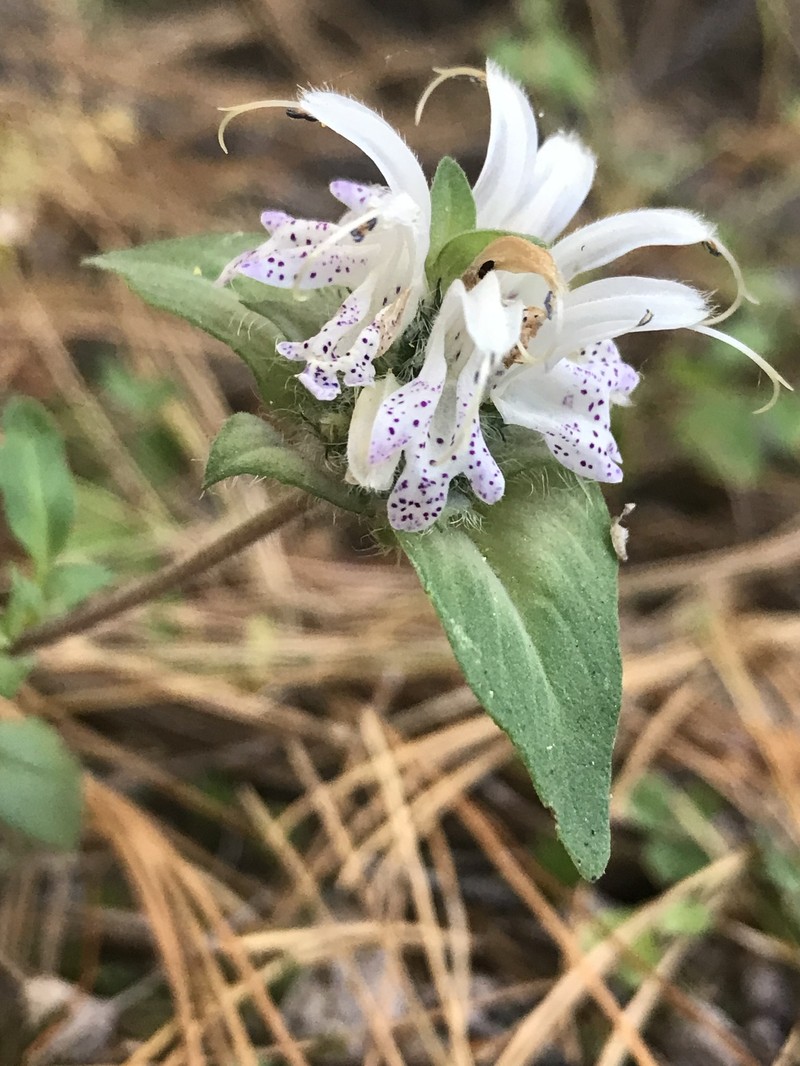 Monarda mexicana photo 5
