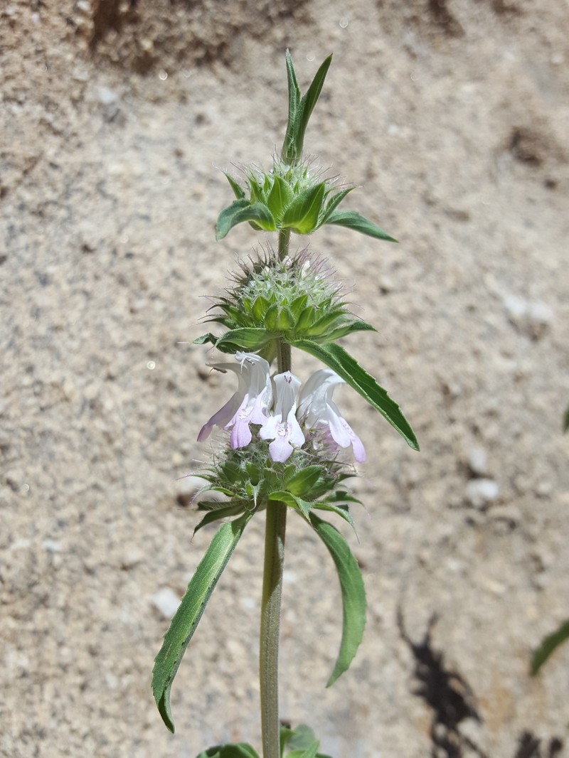 Pony Beebalm photo 6