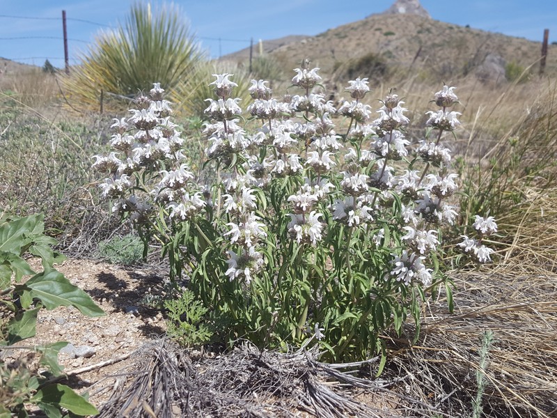 Pony Beebalm photo 2