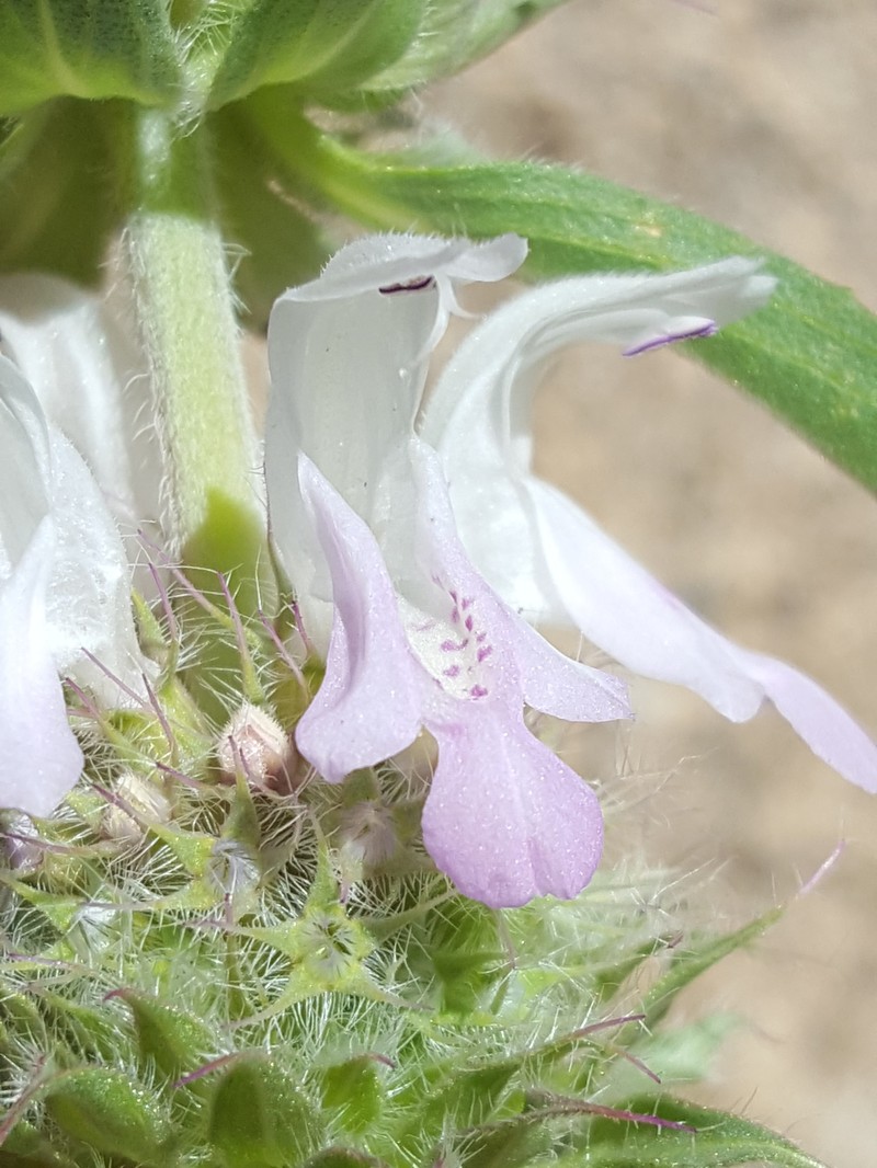 Pony Beebalm photo 3