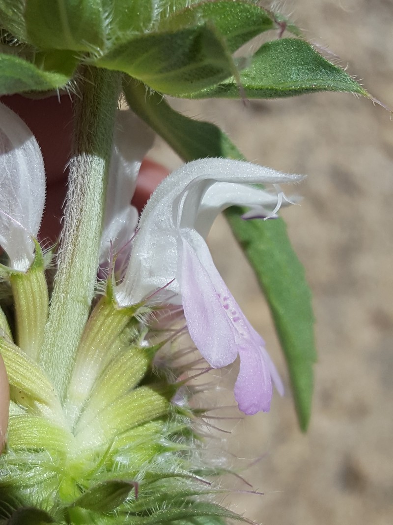 Pony Beebalm photo 4