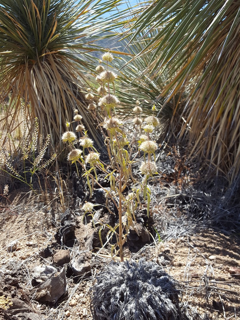 Pony Beebalm photo 5