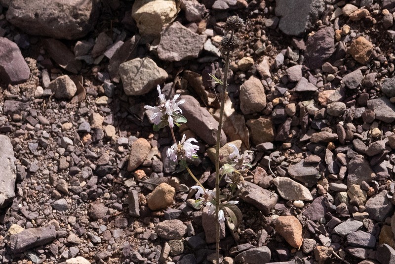 Pony Beebalm photo 6