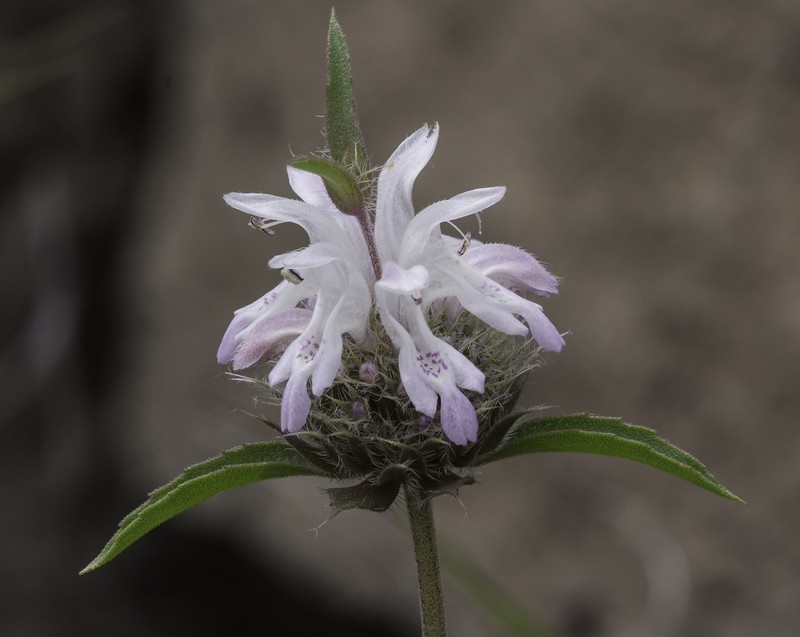 Pony Beebalm photo 7