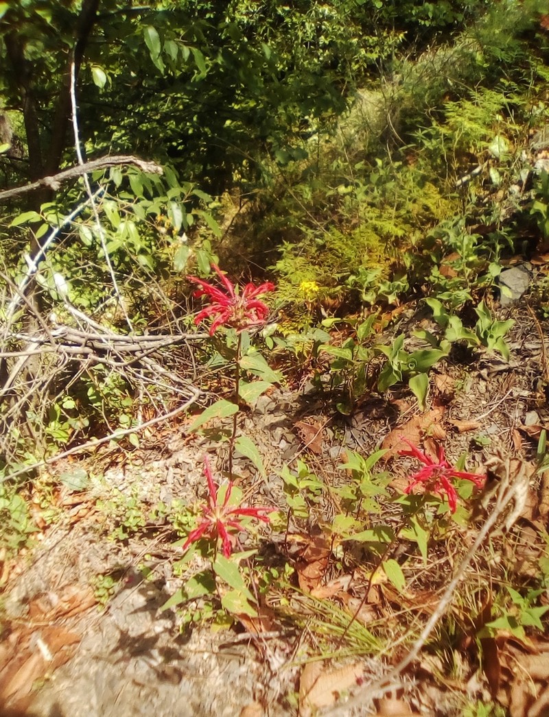 Monarda pringlei