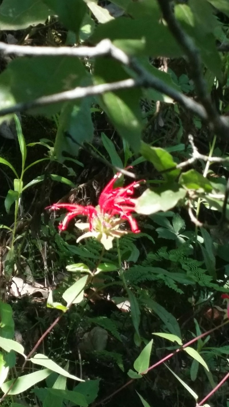 Monarda pringlei photo 2