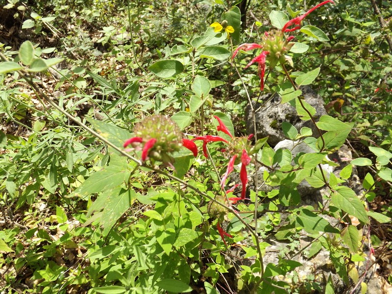 Monarda pringlei photo 3