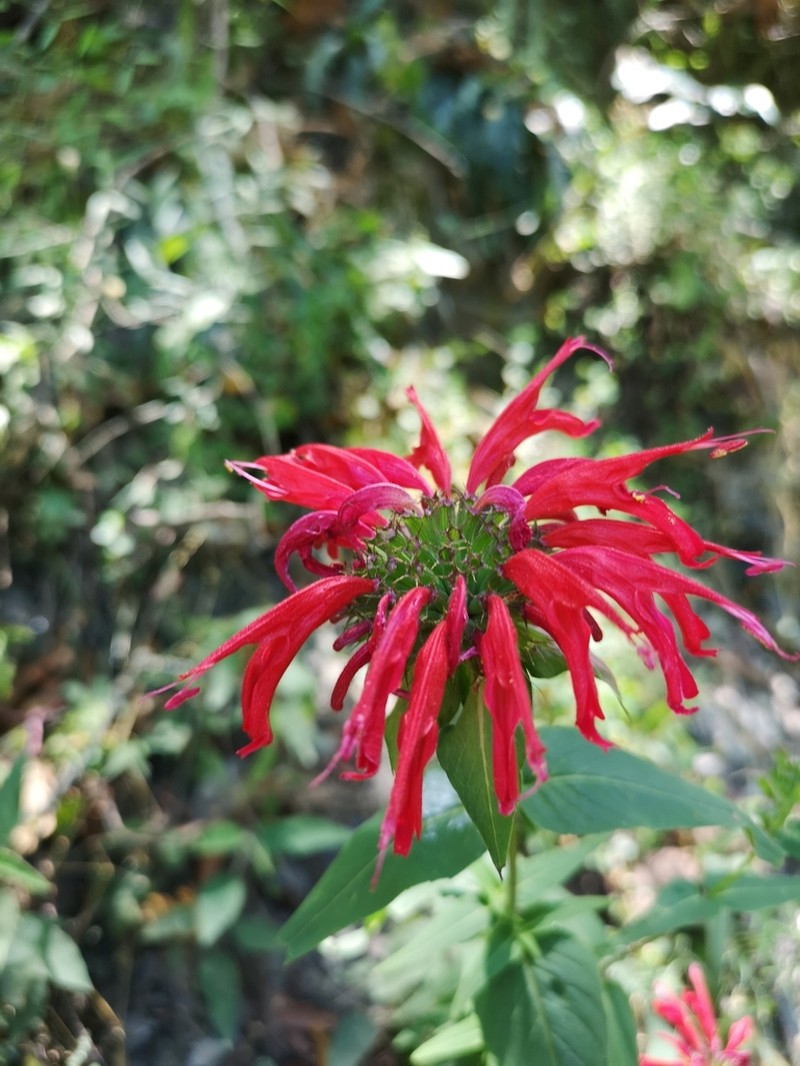 Monarda pringlei photo 5