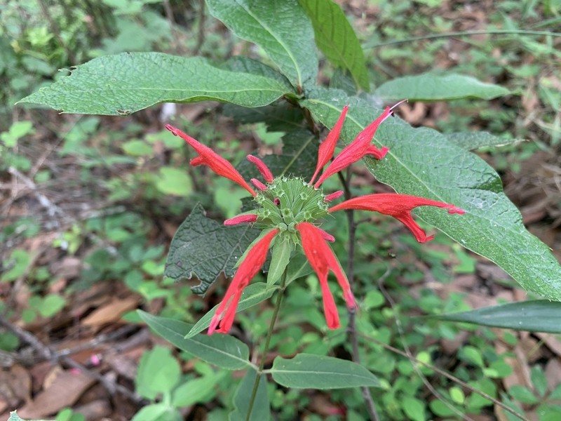 Monarda pringlei photo 6