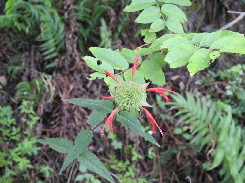 Monarda pringlei photo 7
